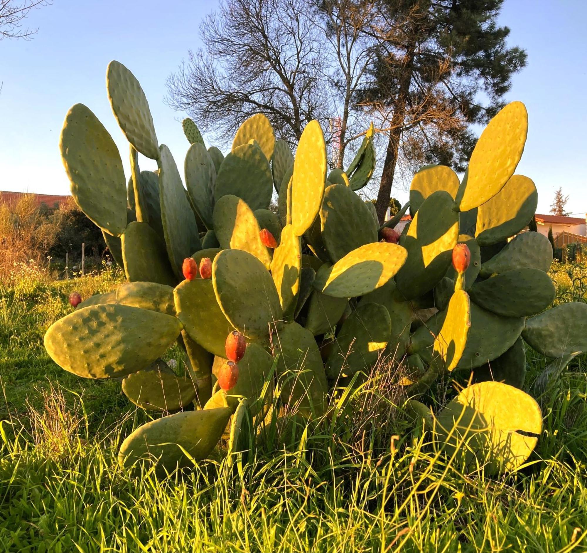 Ar Da Beira Villa Belmonte  Buitenkant foto